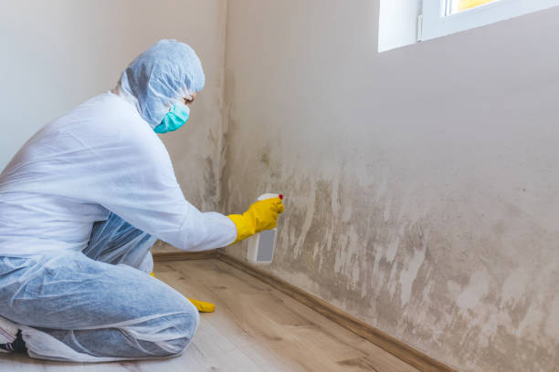 Licensed Basement Mold Remediation service in Woodinville, WA - WQB Mold Removal