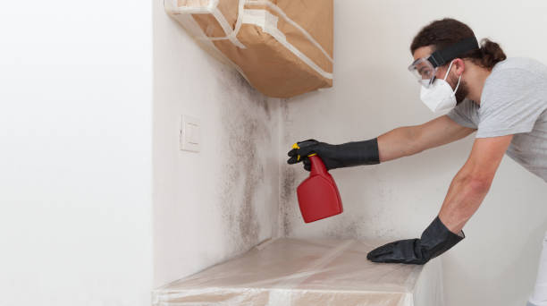 Professional Basement Mold Remediation technician working in Woodinville, WA