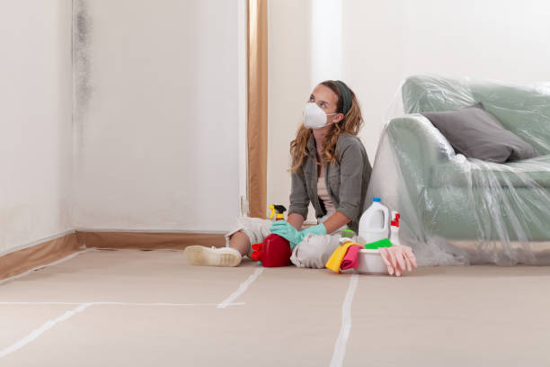 Reliable Basement Mold Remediation contractor in Woodinville, WA by WQB Mold Removal